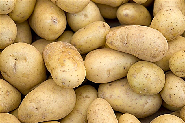 Egenskaper av Agatha potatis