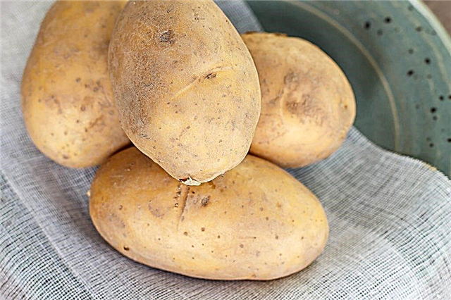 Karakteristik kentang raksasa