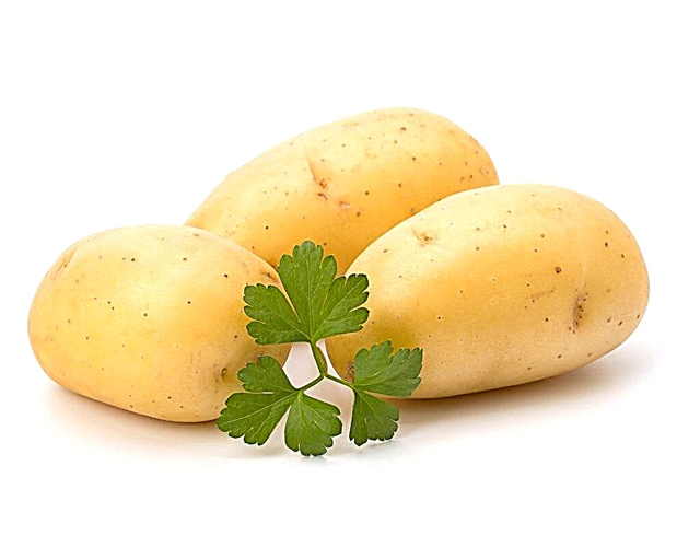Penerangan mengenai kentang Limonka