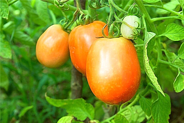 وصف الطماطم العملاقة البرتقالية