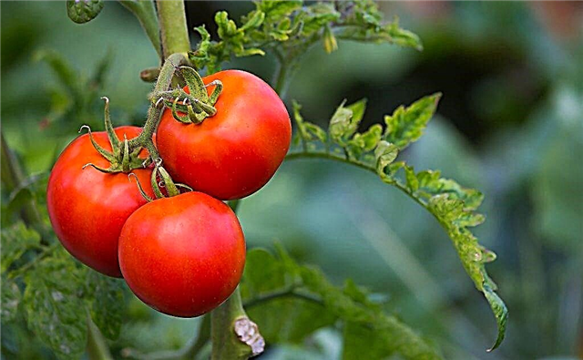Ciri-ciri tomato dari pelbagai Raspberry Miracle