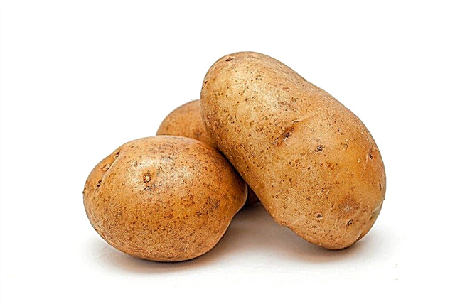 البطاطس فولات متنوعة