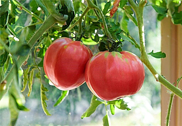 Beschreibung des Tomaten-Himbeer-Riesen