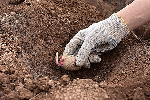 Cubra las papas al plantar en un hoyo