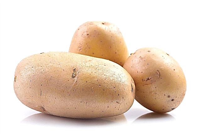 Description des pommes de terre Inara
