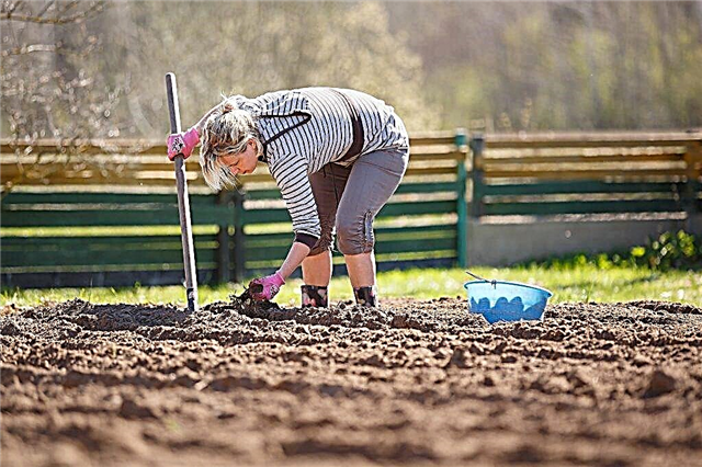 Rules for planting potatoes under a shovel