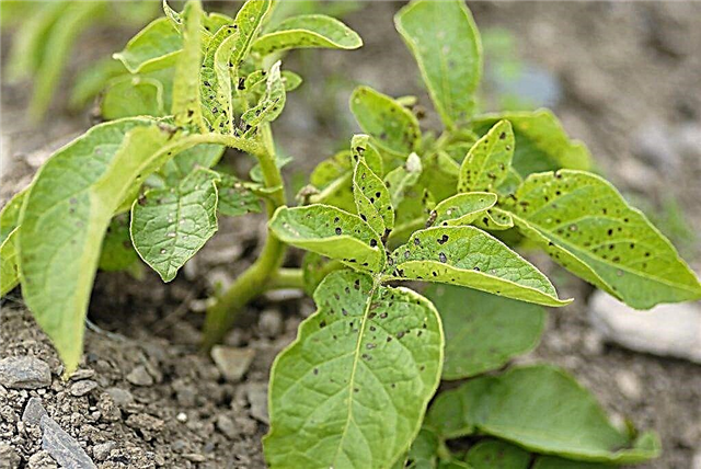 Causes of leaf curling in potatoes