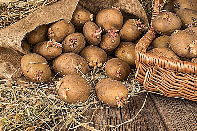 How to plant potatoes according to the method of Galina Kizima