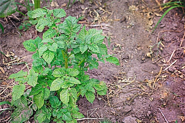 Why potatoes don't bloom