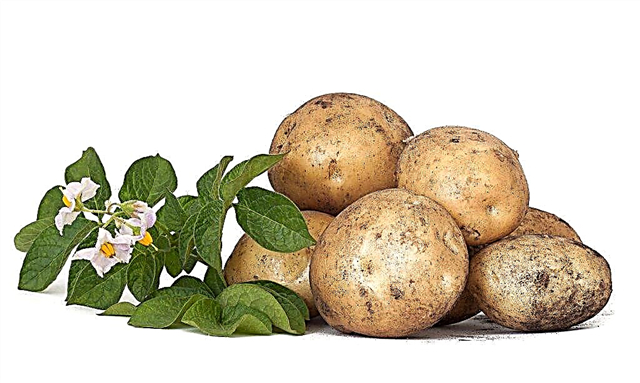 Description of potato varieties Barin