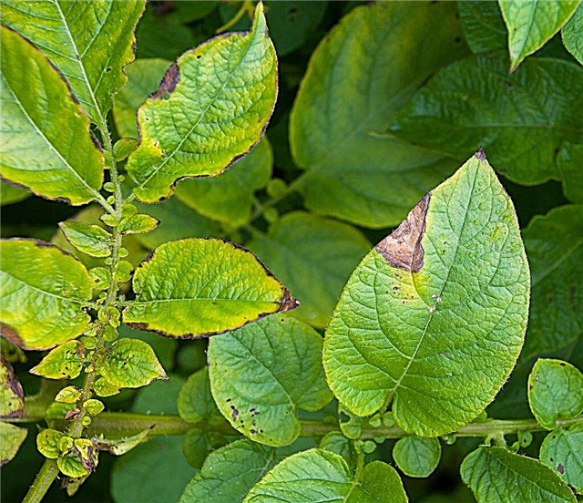 Causes of yellowed potato leaves