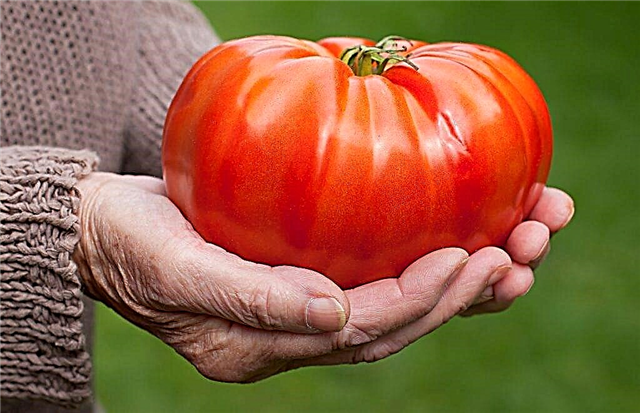 Beschrijving van de tomaat Gigant Novikova