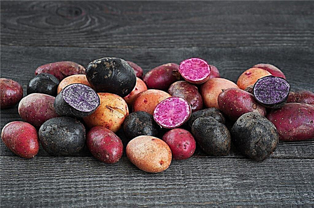 Common varieties of colored potatoes