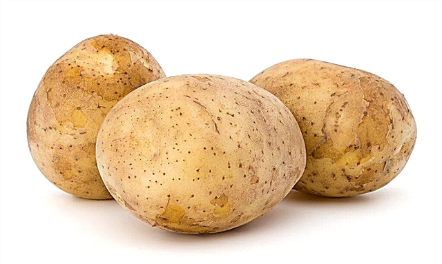 Description of potato variety Melody