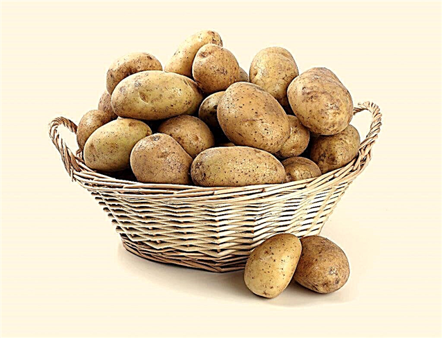 Description des pommes de terre Assol