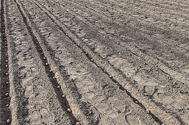 Zalecana temperatura gleby do sadzenia ziemniaków