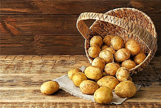 Características das batatas Latona