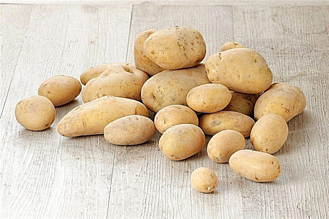 Характеристики на картофите на Крон