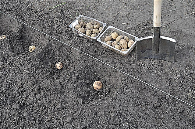 The main ways of planting potatoes