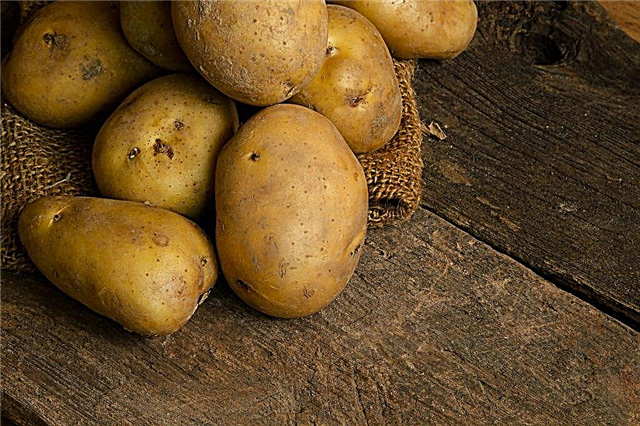 Sylvanas potato description