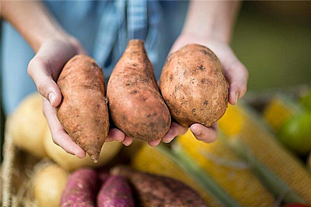 The effect of potatoes on the human body