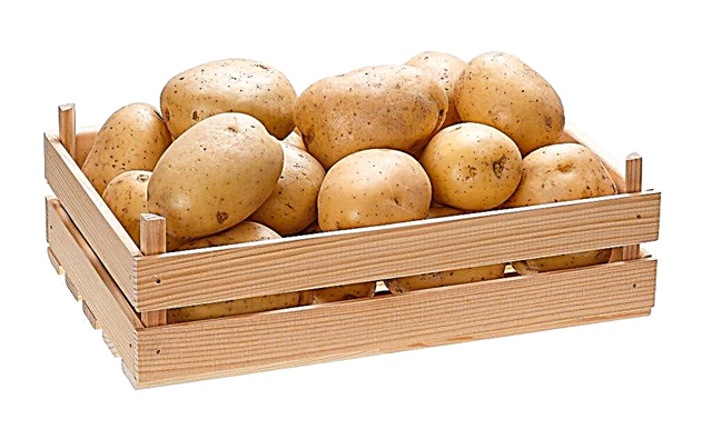 Jak správně skladovat brambory v bytě a doma