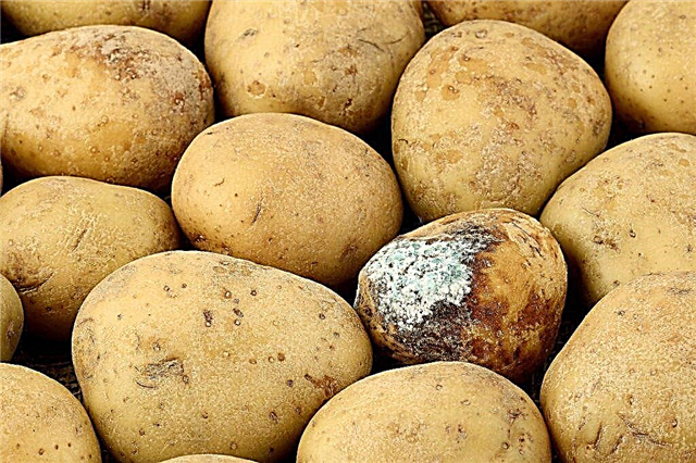Kartoffelkrankheiten und Methoden, mit ihnen umzugehen