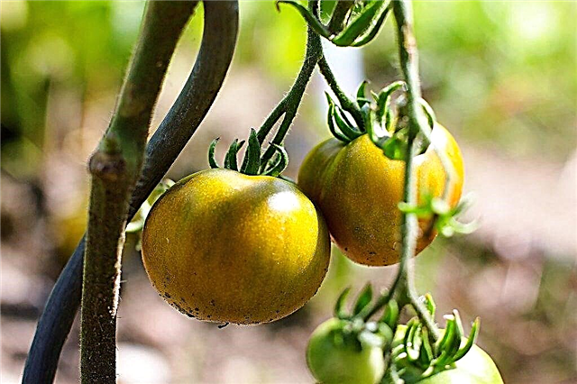 Описание на домат меден гигант