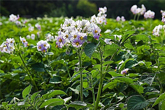 How to feed potatoes during flowering