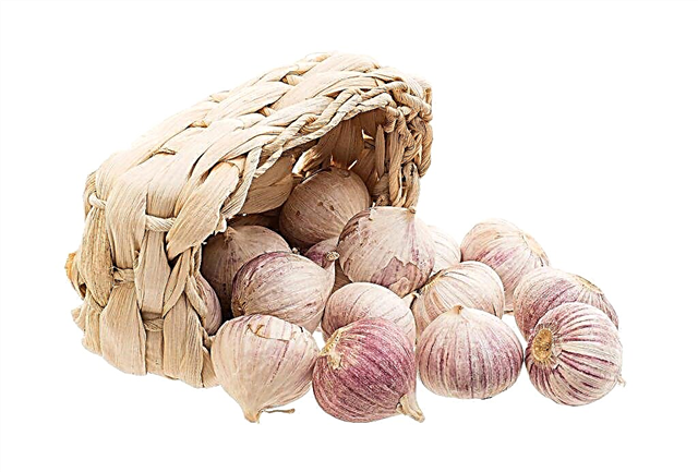 Description of garlic varieties Lyubasha
