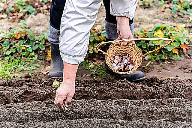 How to plant garlic before winter in the Moscow region