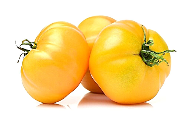 Description of tomato Giant Lemon