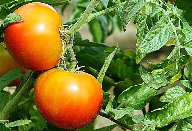 Beschreibung des Tomatenhoniggrußes
