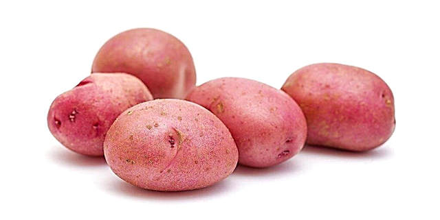 Descrição das batatas Rosalind