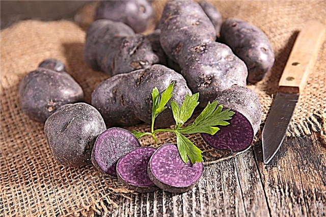 Beschrijving van paarse aardappelrassen