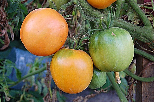 Characteristics of honey Spas tomato