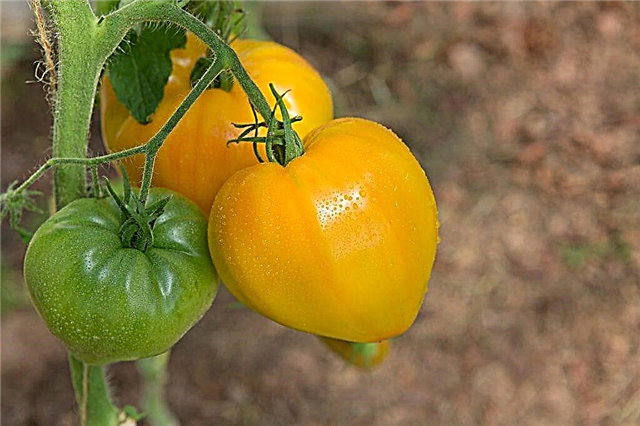 Beskrivelse af tomat Orange Heart