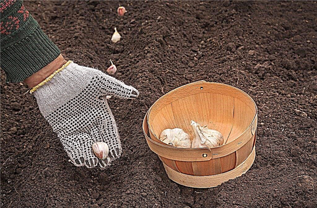 Rules for planting garlic before winter in Belarus