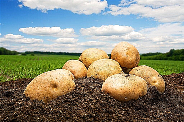 Beschrijving van aardappelen Kemerovo-bewoners