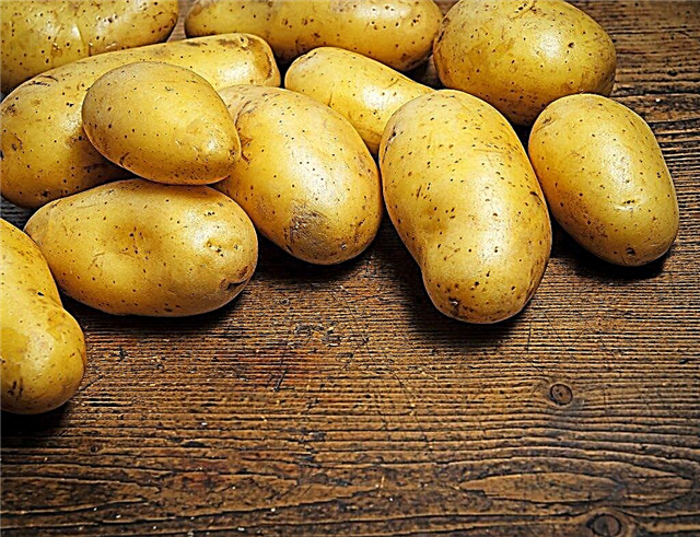 Characteristics of potatoes Fairy tale