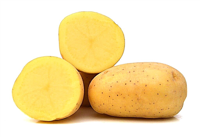 Descrizione di Triumph di patate