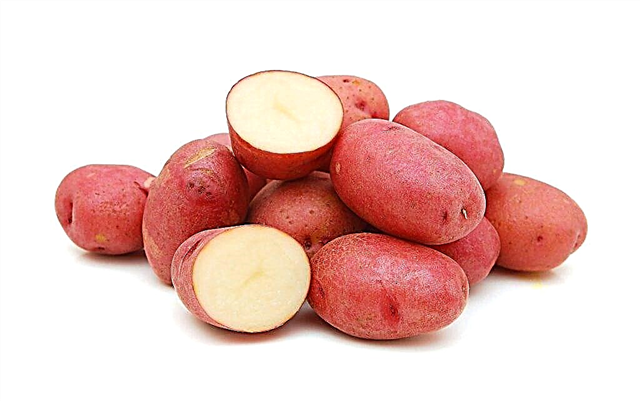 Description des pommes de terre Alena