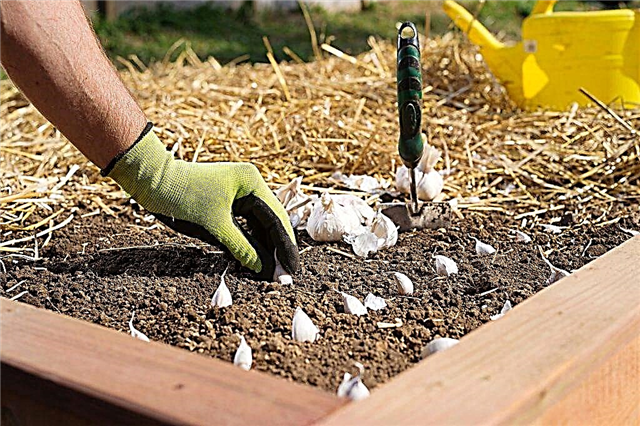How to plant garlic in Siberia