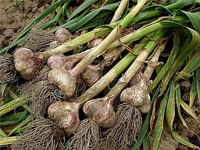 Garlic Yield Secrets