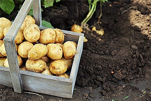 Potato growing methods