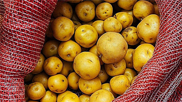 Beschreibung der Vineta-Kartoffeln