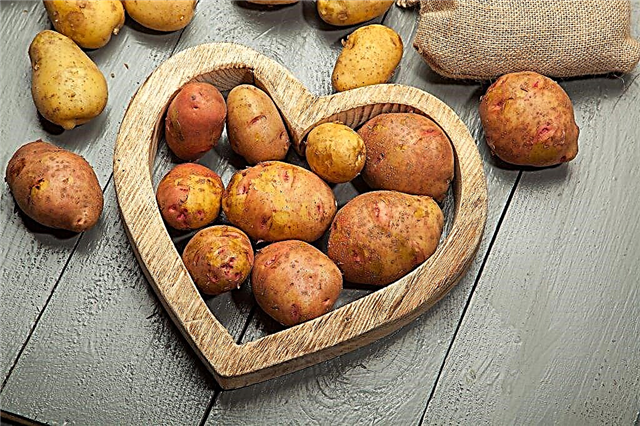Descrição de batatas Svitanok Kievsky