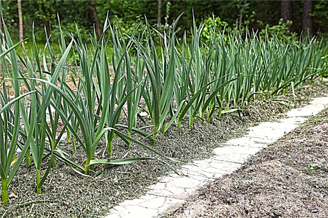 Musim semi penanaman bawang putih di tanah terbuka