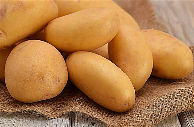 Characteristics of Gulliver potatoes