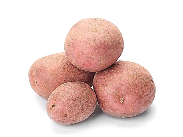 Description of potatoes Kumach